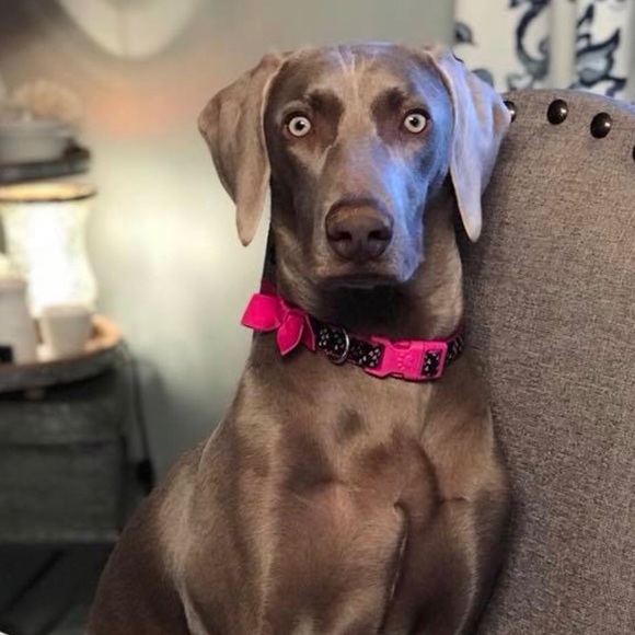 MEET YOUR POSHER, SHERRY - Picture 3 of 7